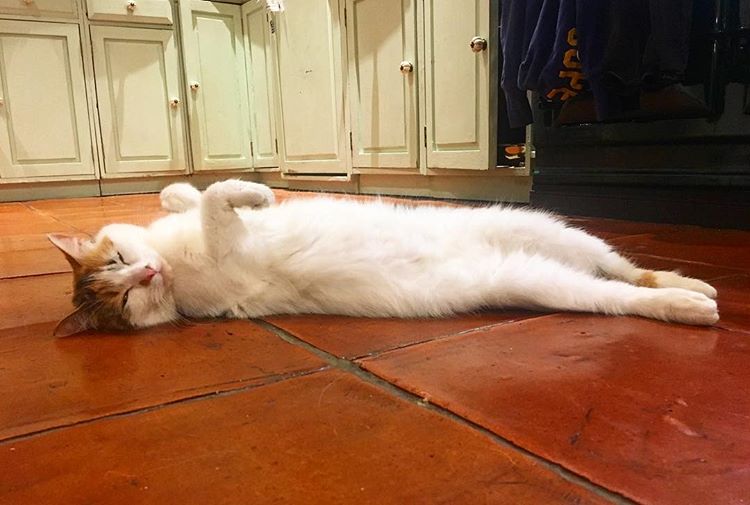 Кот греется на теплом полу