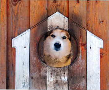 Собака в будке