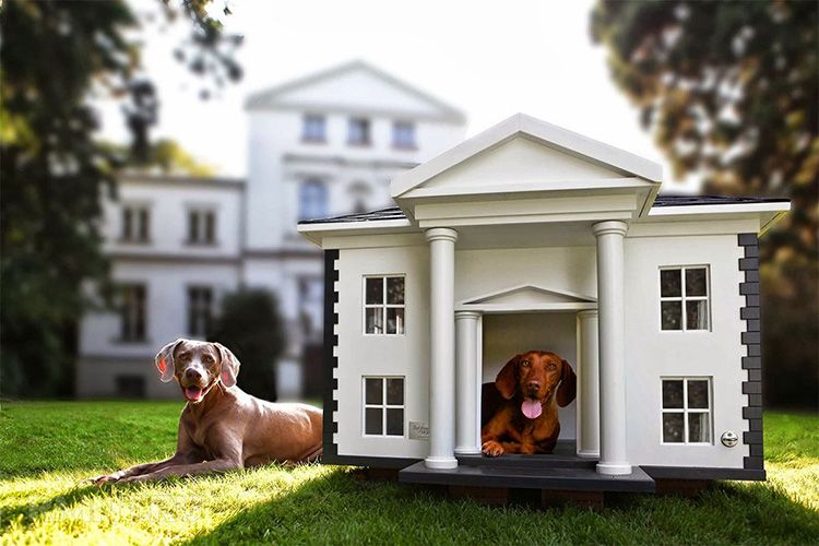 Дом для лучшего друга: как сделать будку для собаки своими руками